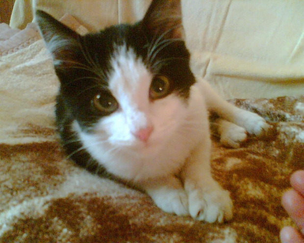 Gwizdek pozuje do zdjęcia #koty #KotyKulki