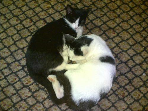 Mika i Filip #koty #KotyKulki
