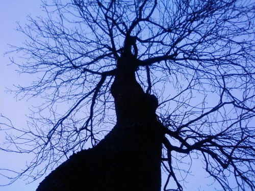 drzewko #drzewo #niebo