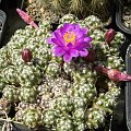 Mammillaria saboae ssp. haudeana