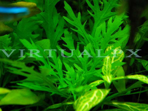 hygrophila difformis