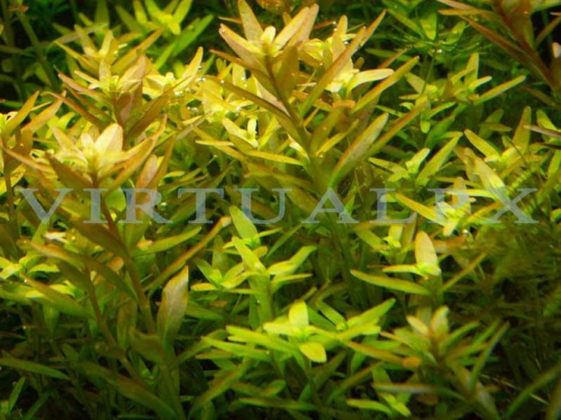 rotala rotundifolia