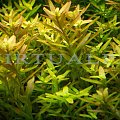 rotala rotundifolia