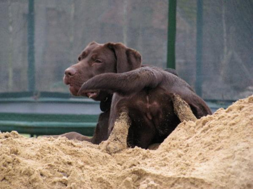 Hexa labrador #KukułowoLabradorHexaCzekladowy