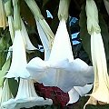 Datura