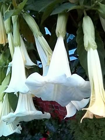 Datura