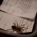 brahypalme smithi L5
