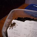 brahypalme smithi L5