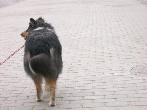 Preeminent Line ASPECT OF LOVE, owczarek szkocki collie, na starówce w Reszowie