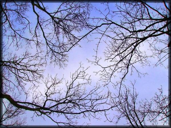 #natura #wiosna #gałęzie #niebo #przyroda #drzewa
