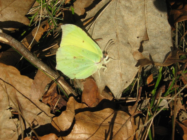 przyroda - z wycieczki 2008 r.