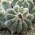 Aztekium ritteri