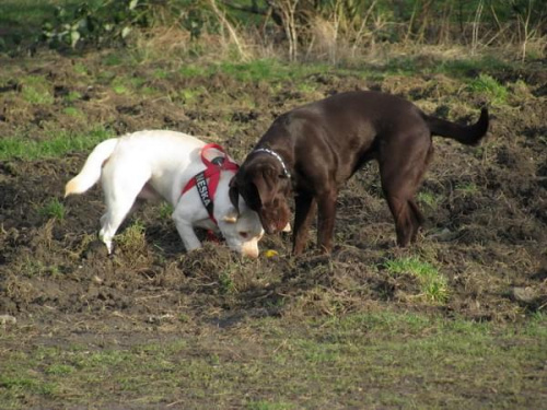 Hexa, Max, Neska, Buster labradory #LabradoryPsy