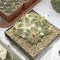 Aztekium ritteri