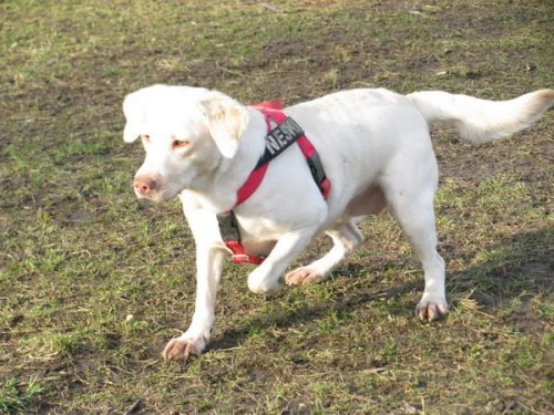 Hexa, Max, Neska, Buster labradory #LabradoryPsy