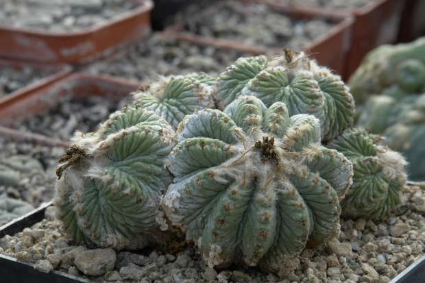 Aztekium ritteri