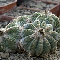 Aztekium ritteri