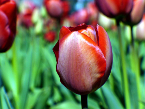 Tulipany #kwiaty #tulipany