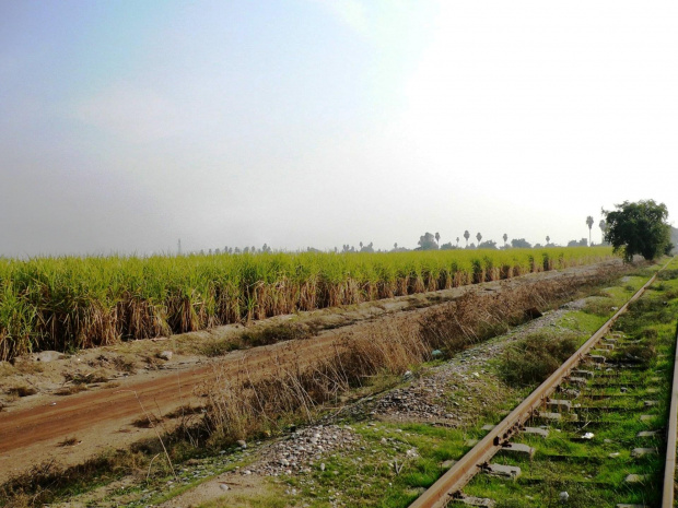 Khuzestan - pola trzciny cukrowej