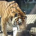 #tygrys #tiger #zoo #Katowice #Chorzów #zwierzę #zwierzeta #zwierzak