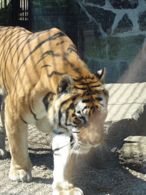#tygrys #tiger #zoo #Katowice #Chorzów #zwierzę #zwierzeta #zwierzak