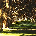 Korytarz eukaliptusów, park, Sydney, pion #korytarz #eukaliptusy #trawa #cienie #słońce