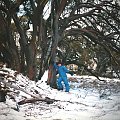 Córcia pod eukaliptusem, w Parku Kościuszki, koniec osiemdziesiątych #ParkKościuszki #Australia #śnieg #drzewo #eukaliptus