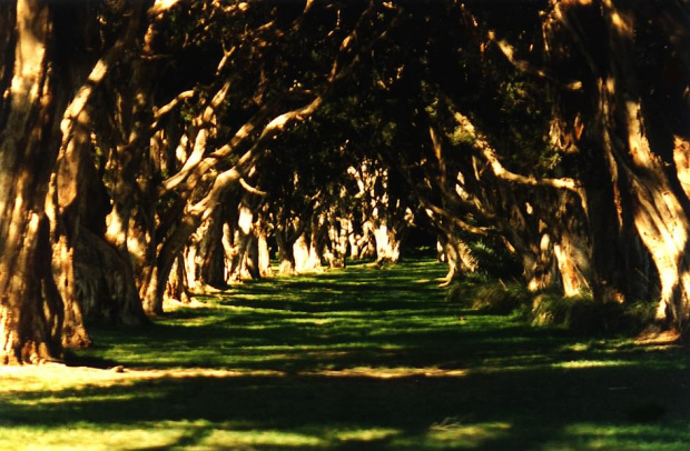 Korytarz eukaliptusów, park, Sydney, inaczej... #korytarz #eukaliptusy #slońce #cienie #światło #trawa