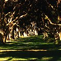 Korytarz eukaliptusów, park, Sydney, inaczej... #korytarz #eukaliptusy #slońce #cienie #światło #trawa