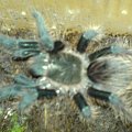 B.albopilosum L6