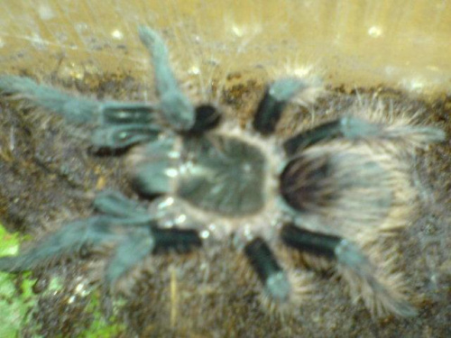 B.albopilosum L6