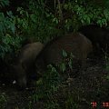 To nie było w Zoo #Dziki