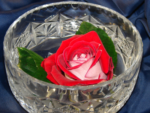 Różyczka od Misia w szkle #kwiaty #natura #rośliny #róża