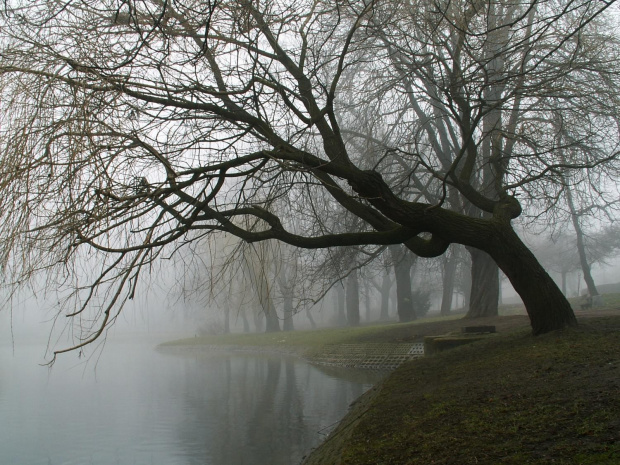 Park w Raciborzu, mgła #ParkWRaciborzu #mgła