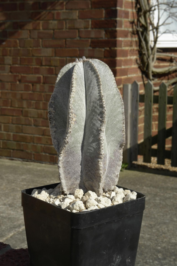 Astrophytum myriostigma var. columnare