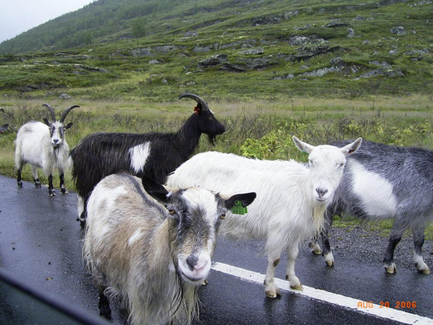 Norwegia,Szwecja-powrót do kraju