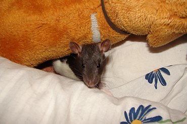 Kajko i Kokosz na wybiegu :) #szczur #ogonek #zwierzęta #natura