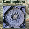 rod lophophora