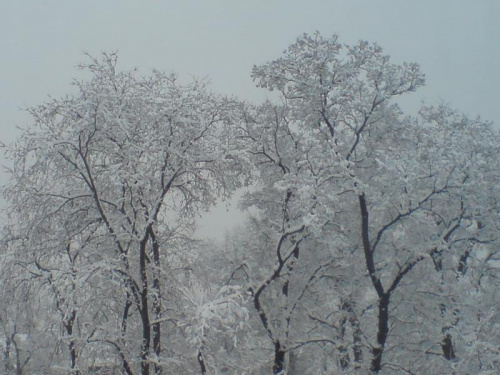 #drzewa #śnieg #zima