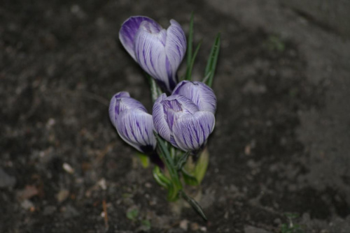 Krokusy