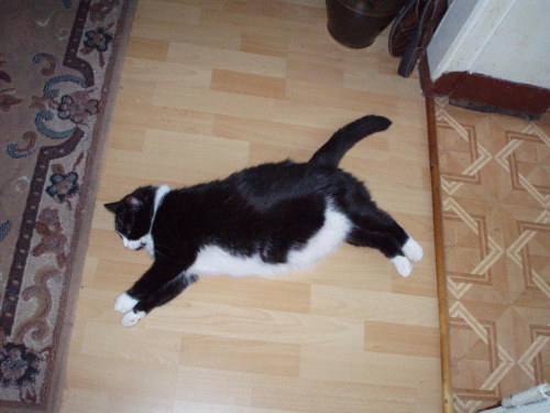 #kot #kotek #koty #kotki #odpoczynek #lenistwo #biały #czarny #grubas
