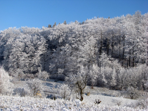 las zimą #przyroda #natura #zima #śnieg #krajobraz #karkonosze #JeleniaGóra