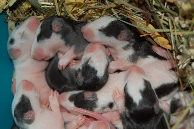 szczureczki mają już 11 dni :) #szczur #szczury #szczurki