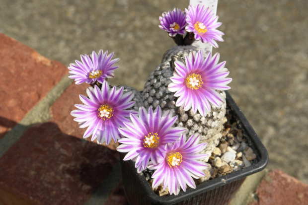 Turbinicarpus valdezianus