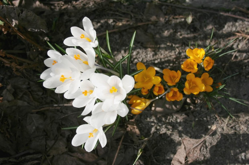 Wielkanocne Krokusy 2008 #krokus #kwiat #wiosna #slonce