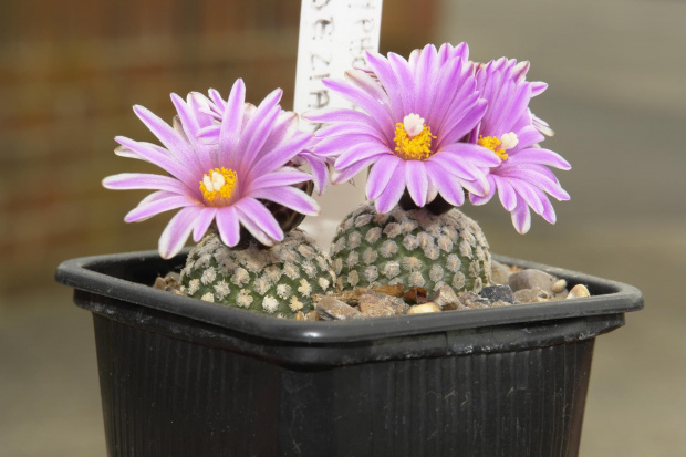 Turbinicarpus valdezianus