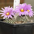 Turbinicarpus valdezianus