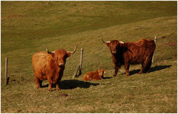 Wyspa Mull,Szkocja #Mull #Scotland #krajobraz #widoki