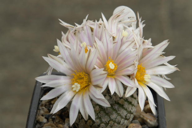 Turbinicarpus valdezianus v. albiflorus