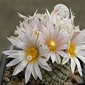 Turbinicarpus valdezianus v. albiflorus